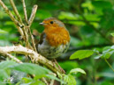 Robin - Rudzik